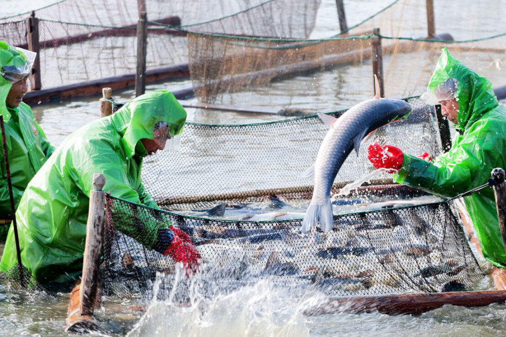江苏鹅湖：“青鱼之乡”强化品牌建设助渔民增收