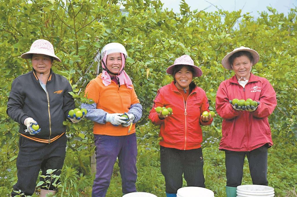致富增收“金果果” 广东春季特色时令水果陆续上市