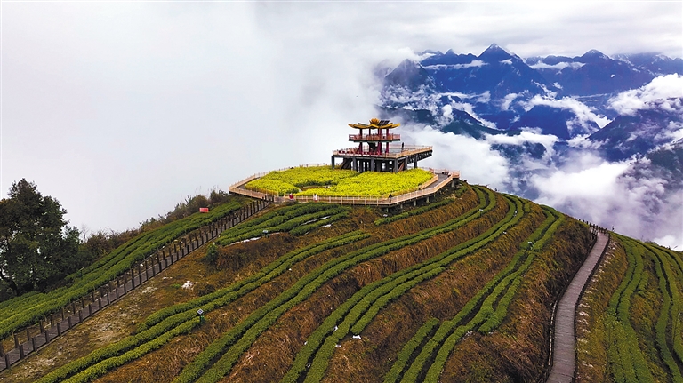 西藏：“小茶叶”变身“金叶子”